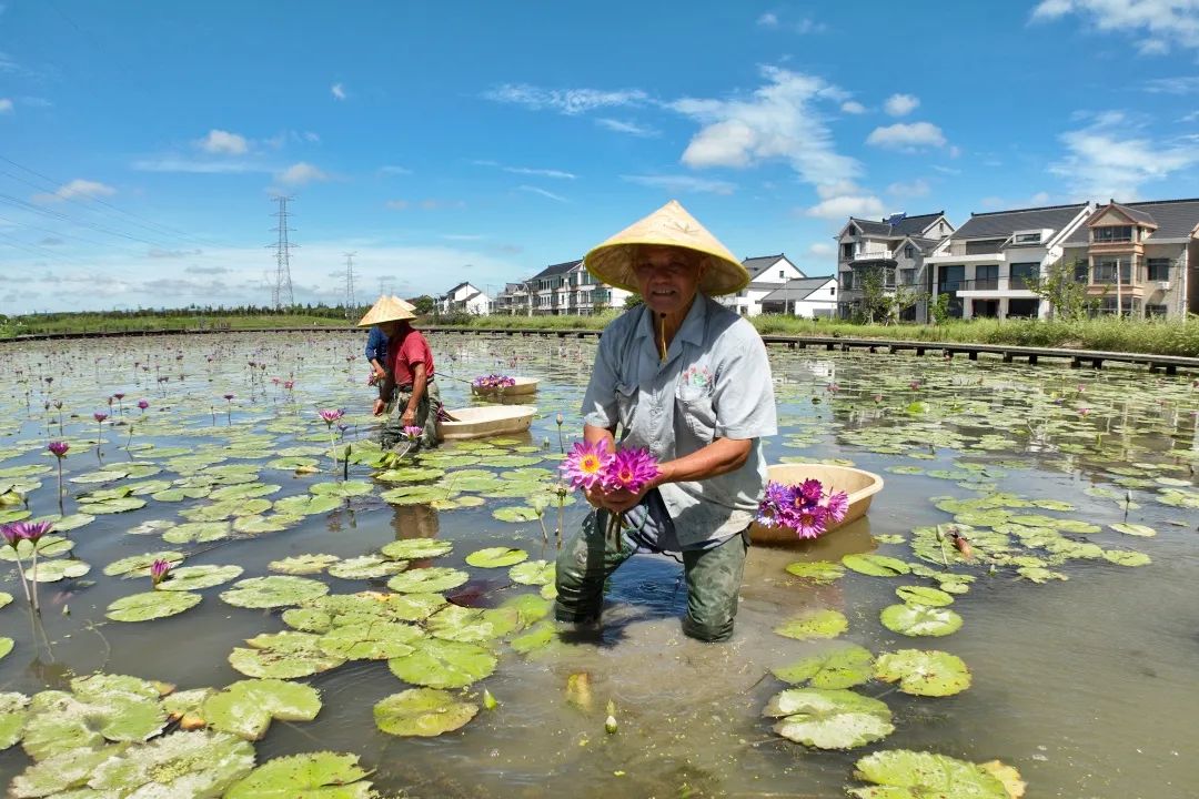 走出新赛道：南胜村的莲花经济  .jpeg