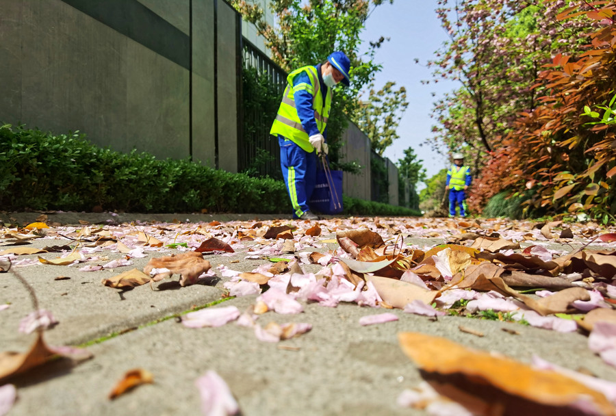 江湾城路本周落花不扫